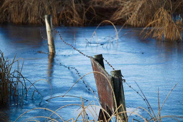 Fence Frozen Ice Some Rushes — Stock Photo, Image