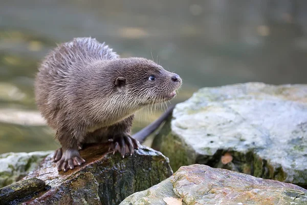 Weasel Wild River — Stock Photo, Image