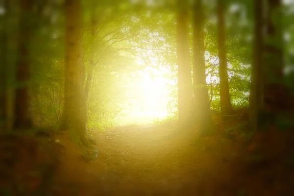 Bei Einem Romantischen Waldspaziergang Scheint Goldener Sonnenschein — Stockfoto