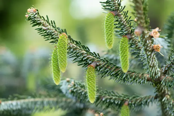 Šišky Pozadí Detail Mladé Zelené Jedle Šišky Větve Stromů Vánoční — Stock fotografie
