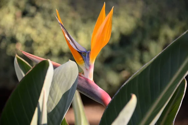 Райский Цветок Птиц Испании Коста Бланка — стоковое фото