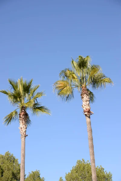 Palm Leaves Costa Blanca Spain — Stock Photo, Image