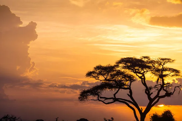 Impressionen Aus Der Natur Kenia Bei Einer Safari Afrika — Stockfoto
