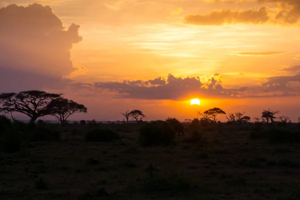 Impressione Della Natura Kenya Durante Safari Afrika — Foto Stock