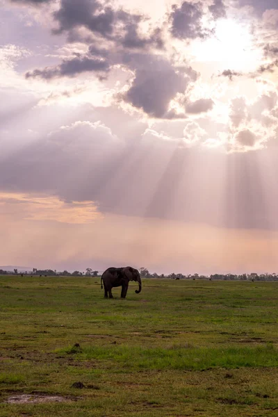 Impresszió Természet Kenyából Egy Szafarin Afrikában — Stock Fotó