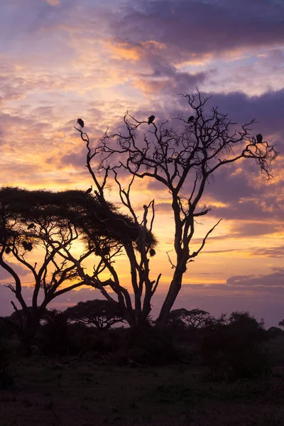 Indruk Uit Natuur Kenia Een Safari Afrika — Stockfoto