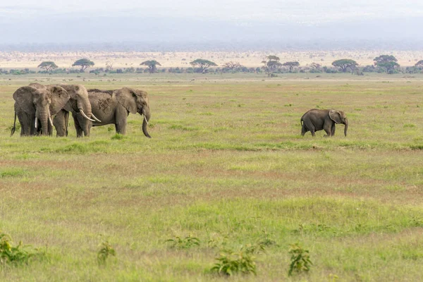 在非洲旅行时对肯尼亚自然的印象 — 图库照片