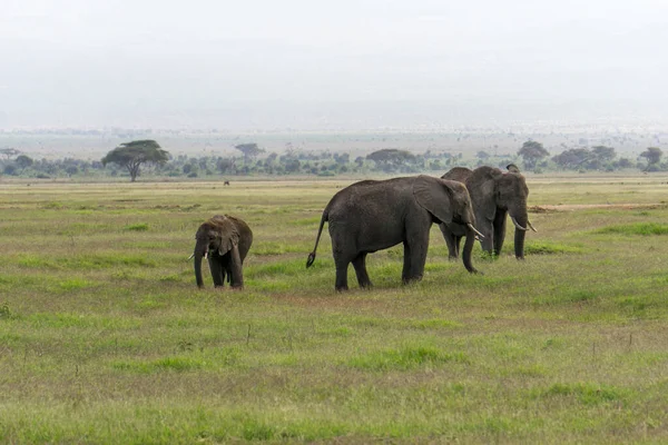Impresszió Természet Kenyából Egy Szafarin Afrikában — Stock Fotó