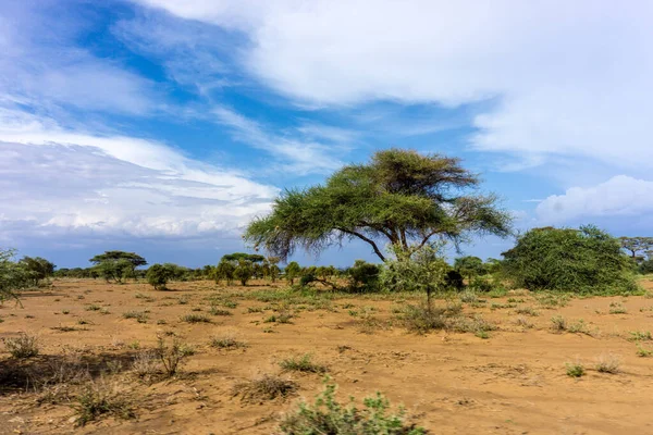 Впечатление Природы Кении Сафари Африке — стоковое фото