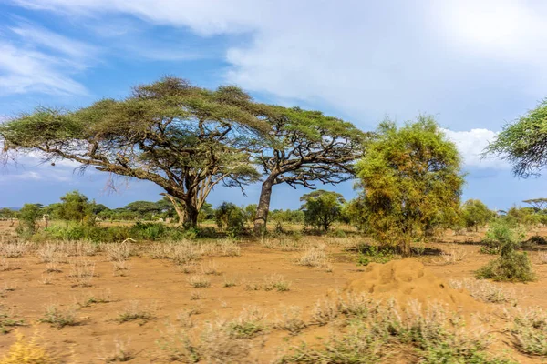 Impression Nature Kenya Safari Afrika — Stock Photo, Image