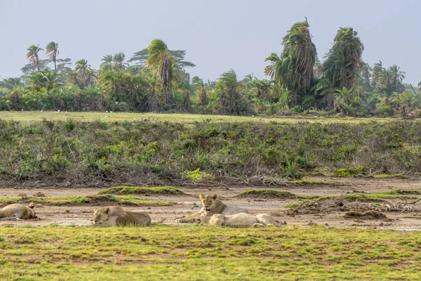 아프리카의 사파리에 케냐의 자연으로부터의 — 스톡 사진