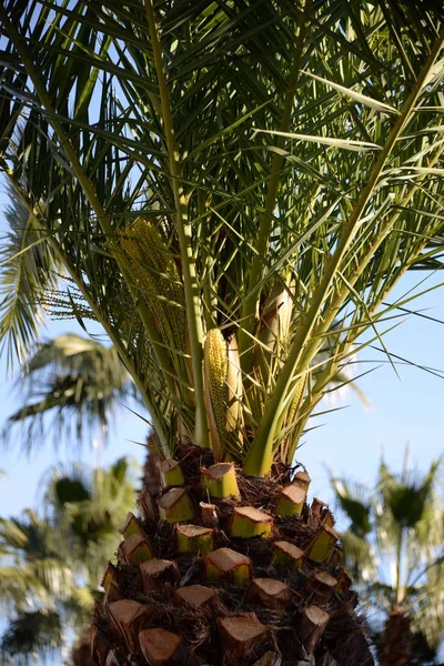 Palmblätter Hintergrund Kopierraum — Stockfoto