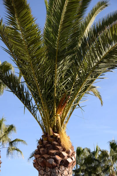 西班牙科斯塔布兰卡的棕榈叶 — 图库照片