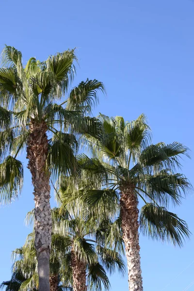 Palm Leaves Costa Blanca Spain — Stock Photo, Image