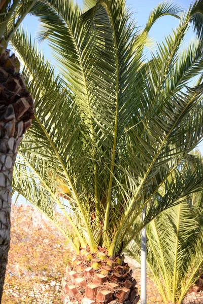 Spanya Costa Blanca Palmiye Yaprakları — Stok fotoğraf