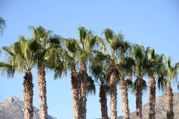 Palmbladeren Aan Costa Blanca Spanje — Stockfoto