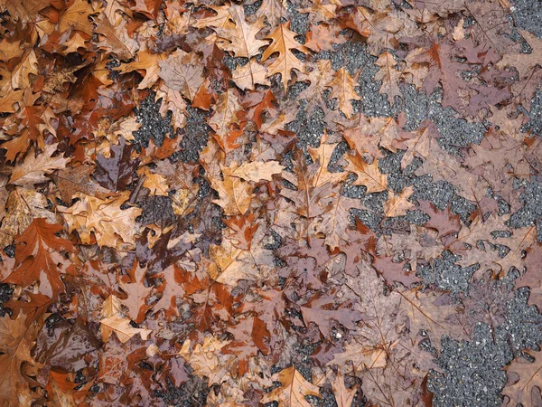 Brown Falling Leaves Texture Useful Background — Stock Photo, Image