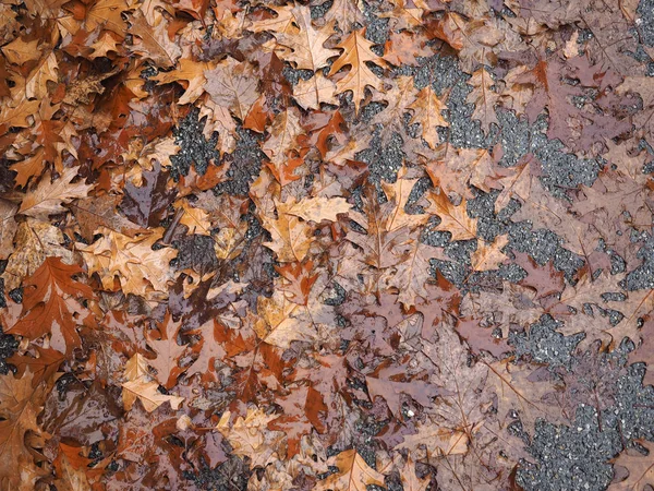 Brown Falling Leaves Texture Useful Background — Stock Photo, Image