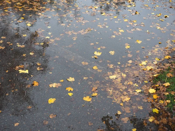 Yağmur Birikintisi Arka Plan Olarak Yararlı Kahverengi Düşen Yaprakları — Stok fotoğraf