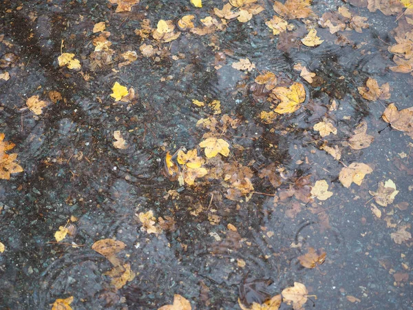 Καφετιά Φύλλα Πτώση Λακκούβα Νερού Βροχής Χρήσιμο Φόντο — Φωτογραφία Αρχείου