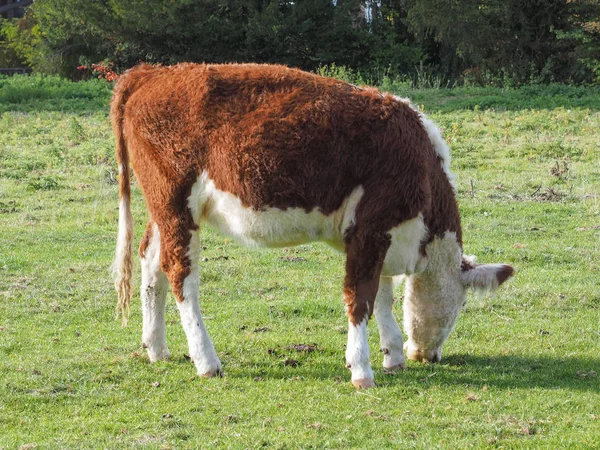 Domestic Cattle Aka Domesticated Cow Mammal Animal Meadow — Stock Photo, Image