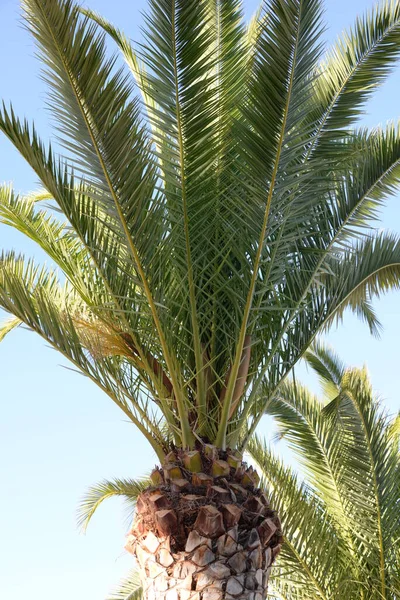 Palmové Listy Pobřeží Costa Blanca Španělsko — Stock fotografie