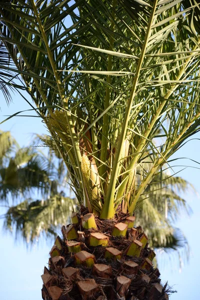 Palmenblätter Der Costa Blanca Spanien — Stockfoto