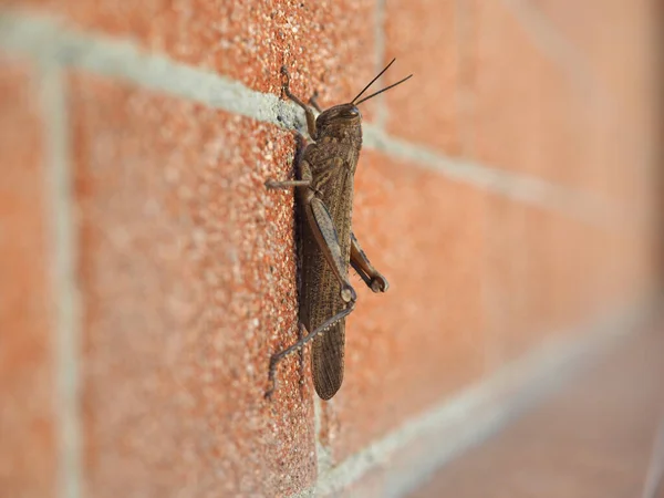 壁上的蝗虫 直翅目毛毛虫 昆虫动物 — 图库照片