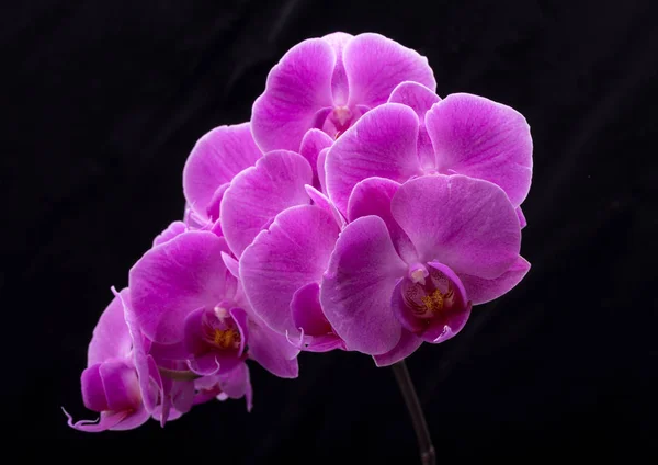 Siyah Arka Plan Üzerine Izole Pembe Orkide Çiçek — Stok fotoğraf