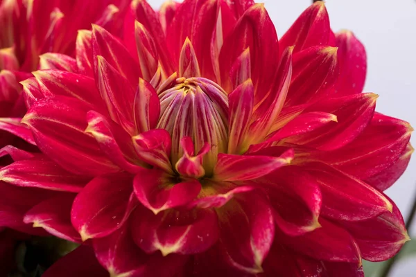 Rote Dahlie Blume Isoliert Auf Weißem Hintergrund — Stockfoto