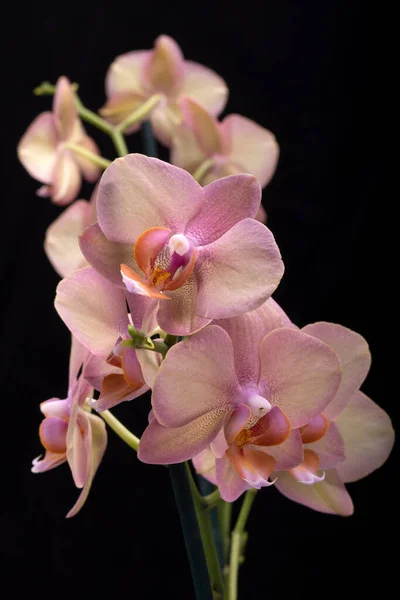 Flor Orquídea Pastel Aislada Sobre Fondo Negro —  Fotos de Stock