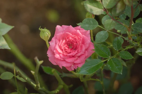 Rosas Jardim Rosas São Bonitas Com Belo Dia Ensolarado — Fotografia de Stock