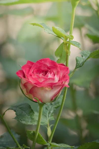 Roses Garden Roses Beautiful Beautiful Sunny Day — Stock Photo, Image