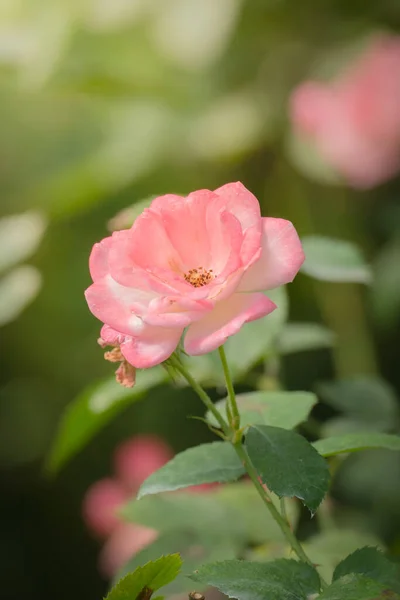 Rosen Garten Rosen Sind Schön Mit Einem Schönen Sonnigen Tag — Stockfoto