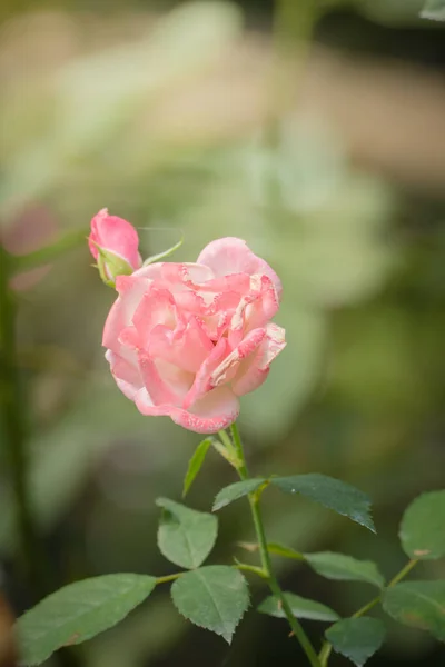 Roses Garden Roses Beautiful Beautiful Sunny Day — Stock Photo, Image