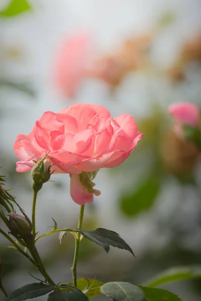 Rosas Jardín Rosas Son Hermosas Con Hermoso Día Soleado — Foto de Stock