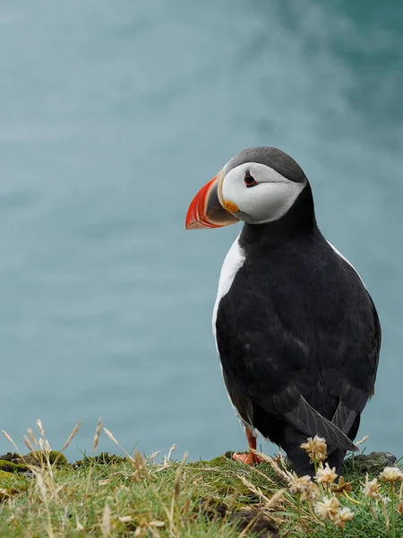 Macareux Sur Les Falaises Latrabjarg Fjords Ouest Islande — Photo