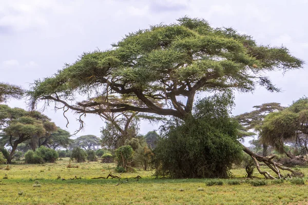 Reis Naar Nationalparcs Kenia Voor Safari Wilde Dieren — Stockfoto