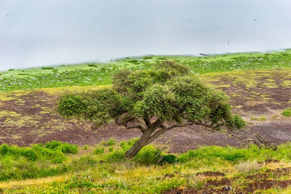 Safari Vahşi Hayvanlar Için Kenya Daki Ulusal Parklara Seyahat Edin — Stok fotoğraf