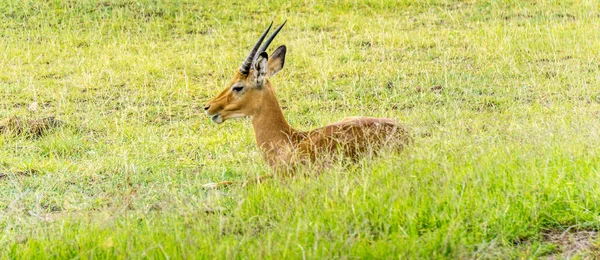 Reis Naar Nationalparcs Kenia Voor Safari Wilde Dieren — Stockfoto