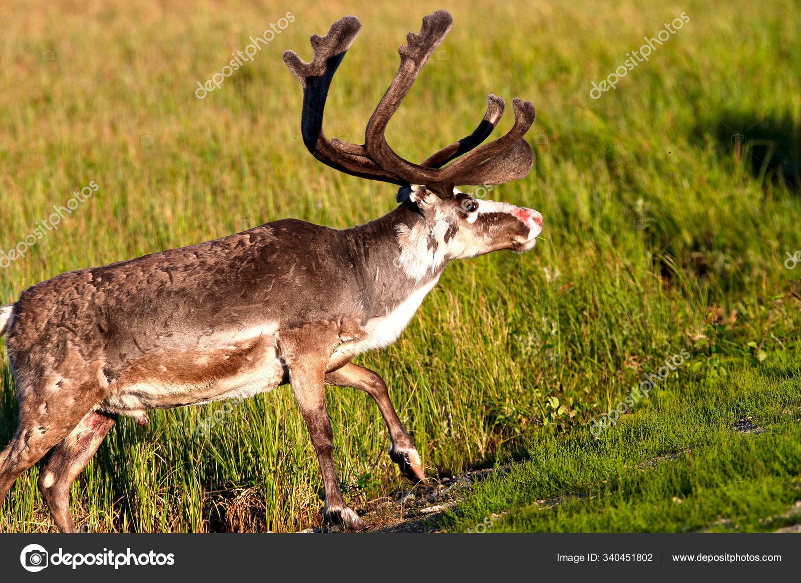 Reindeer Big Antlers Red Nose Chilling Field Evening Sun Photo