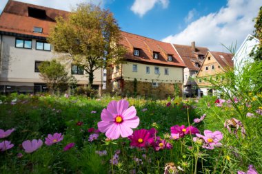 Flowers on a meadow in the German town Aalen in summer clipart
