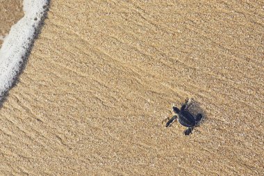 Freshly hatched turtle on the way across beach into sea. Ras Al Jinz, Sultanate of Oman. clipart