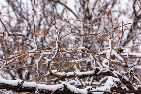 Reben Mit Einer Schicht Weißen Schnees Bedeckt Wintertag — Stockfoto