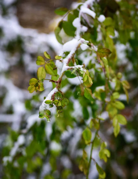 玫瑰的枝条与绿叶覆盖着一层雪 冬天的一天 — 图库照片