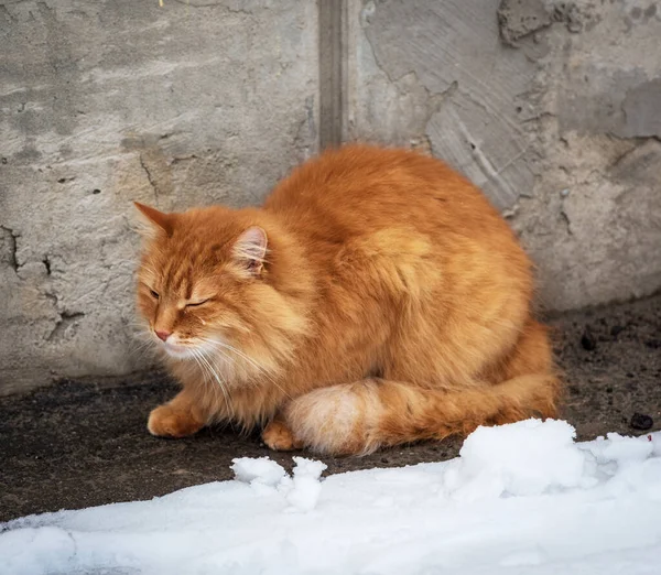 Grote Rode Pluizige Kat Zit Bevriest Het Midden Van Sneeuw — Stockfoto