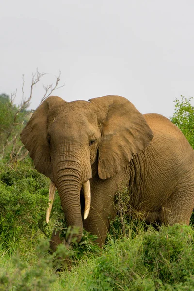 Vida Silvestre Resort Nacional Kenia — Foto de Stock