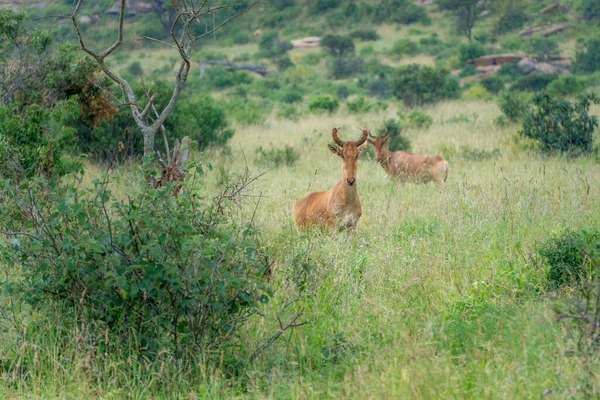 Wildlife National Resort Kenya — Stock Photo, Image