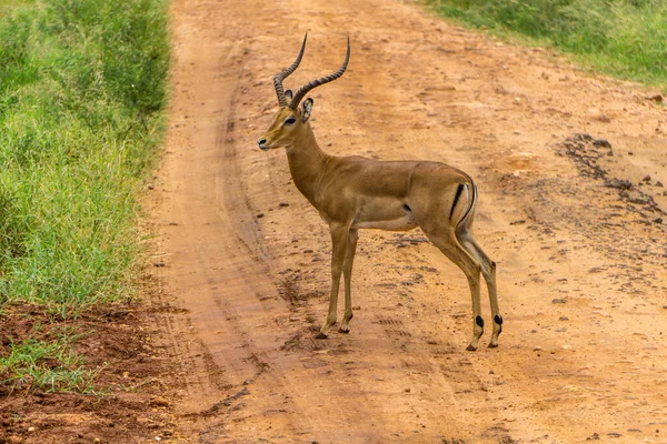 Άγρια Φύση Ένα Εθνικό Resort Κένυα — Φωτογραφία Αρχείου
