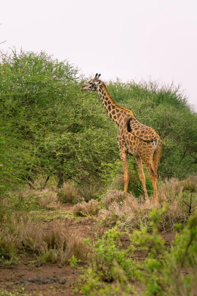 Національний Курорт Кенії — стокове фото